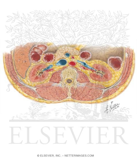 Kidneys and Associated Vessels