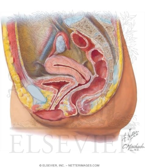 Female Pelvic Viscera, Sagittal View