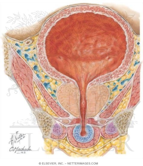 Bulb of Penis, Coronal Section