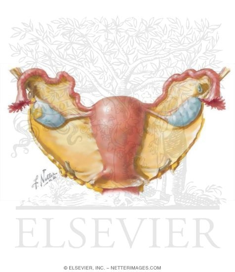 Uterus and Adnexa