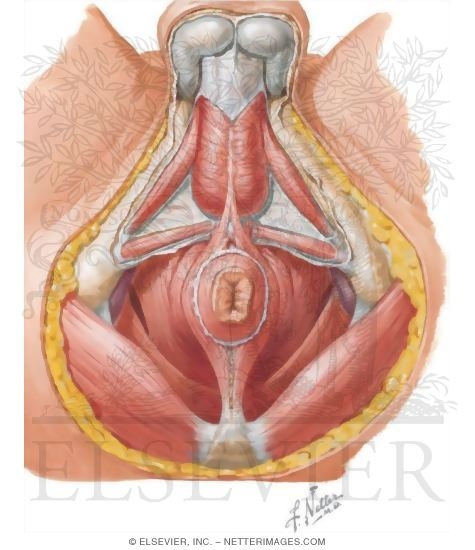 Male Perineum