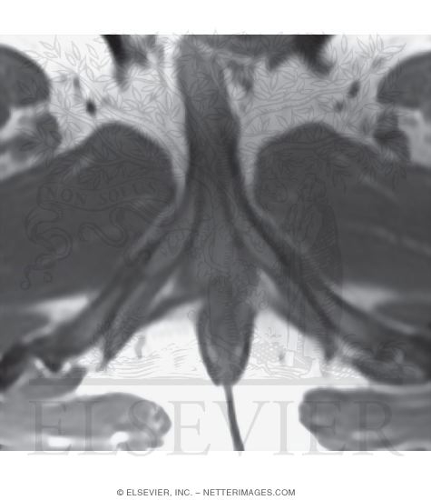 Male Perineum