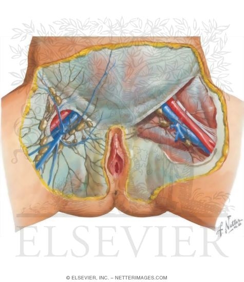 Inguinal Lymph Nodes