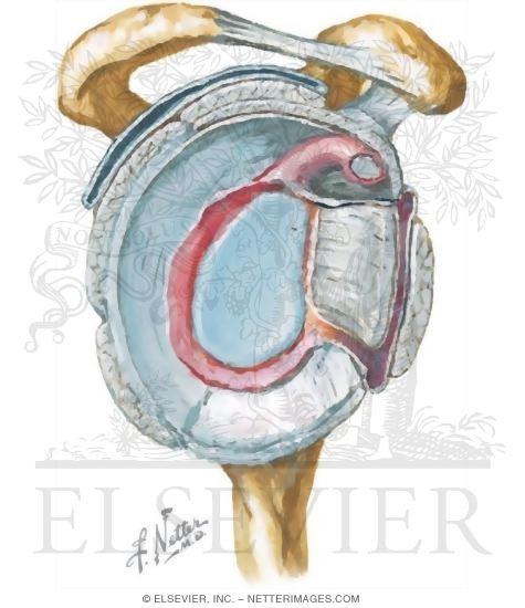 Shoulder Joint, Glenoid Fossa