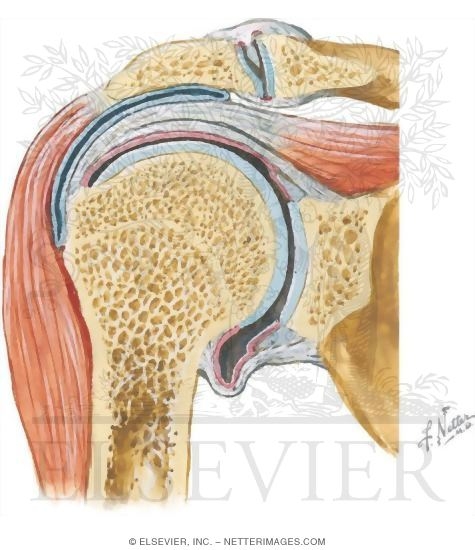 Shoulder Joint, Supraspinatus Muscle