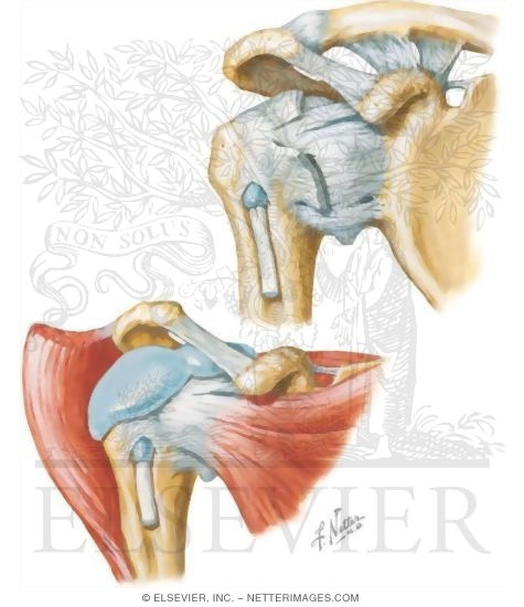 Watermarked preview of unlabeled image: Shoulder Joint, Biceps Tendon