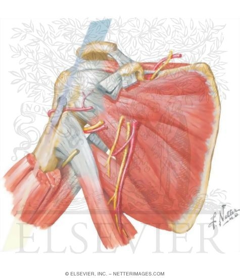 Shoulder Joint, Anterior and Sagittal Views