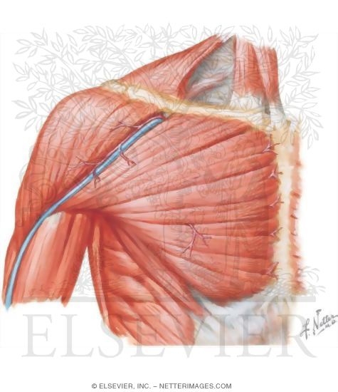 Pectoralis Major