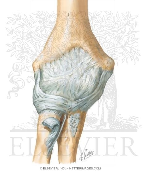 Watermarked preview of unlabeled image: Elbow, Anterior Perspective