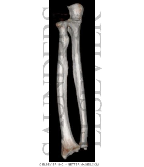Bones of the Forearm