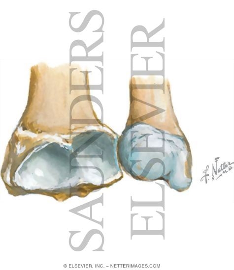 Radius and Ulna