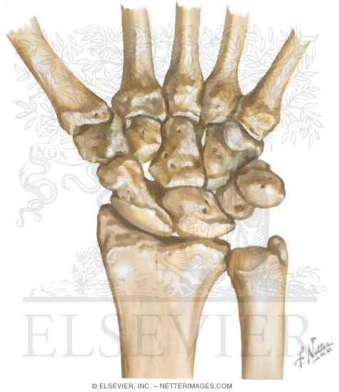 Carpal Bones