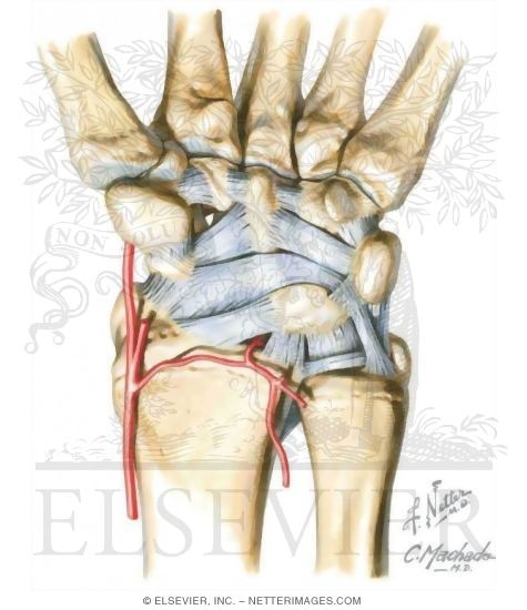 Wrist, Palmar Ligaments