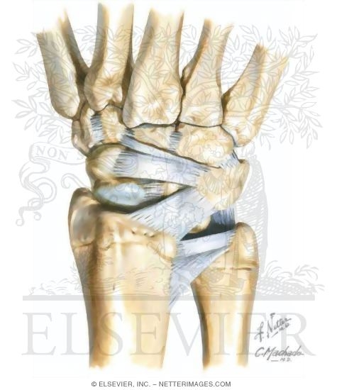 Wrist, Dorsal Ligaments