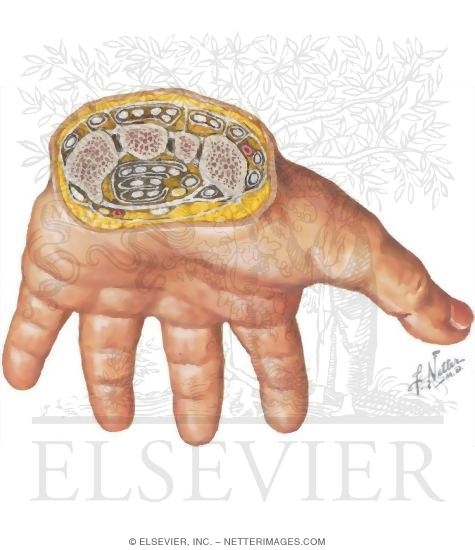 Wrist, Carpal Tunnel (1) Biology Diagrams