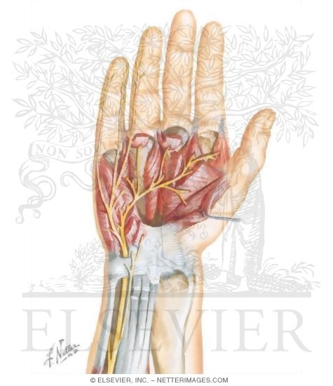 Wrist, Ulnar Nerve