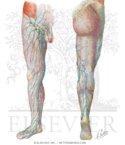 Saphenous Veins