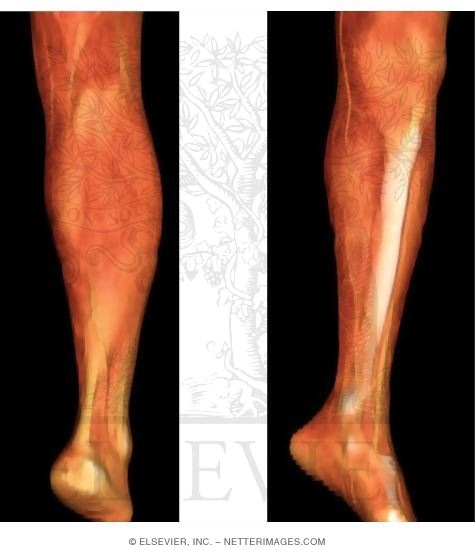 Saphenous Veins