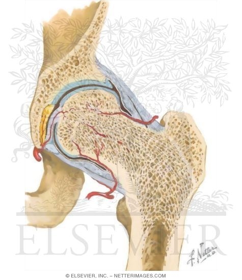 Watermarked preview of unlabeled image: Hip Joint