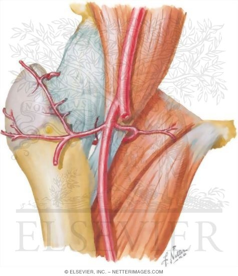 Vasculature of the Femoral Head