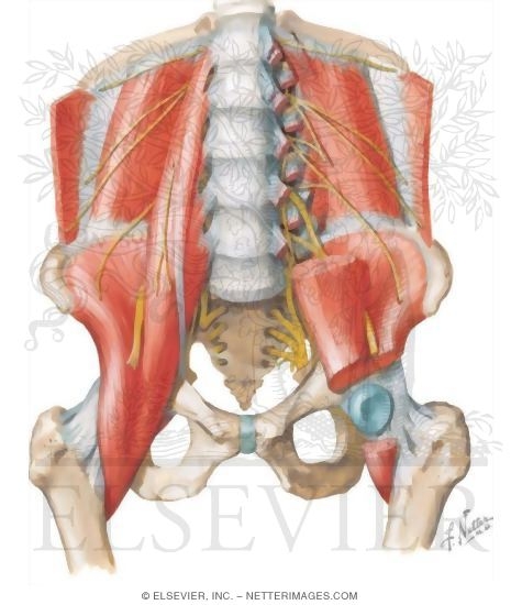 Iliopectineal Bursa
