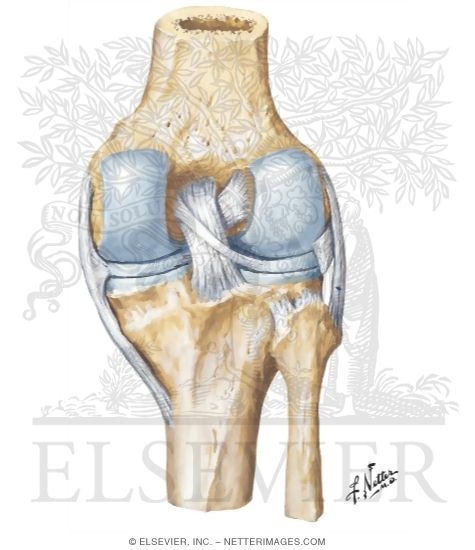 Right Knee In Extension: Posterior View