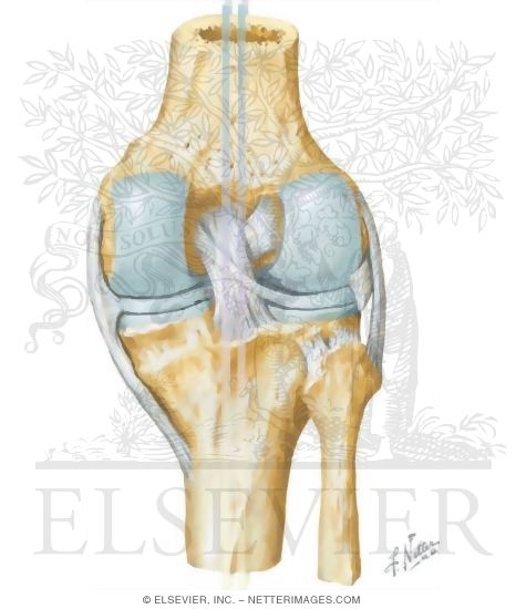 Watermarked preview of unlabeled image: Cruciate Ligaments