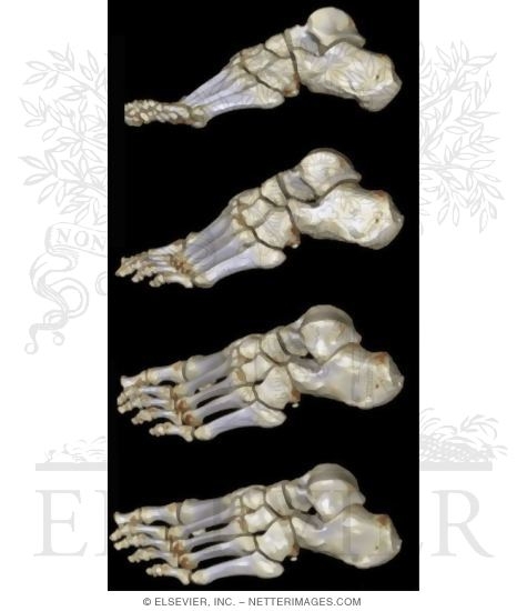Foot Osteology, Lateral View