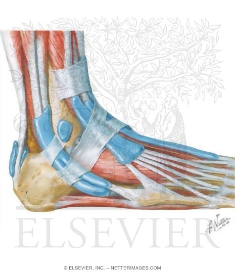 Ankle Joint Muscles, Lateral View