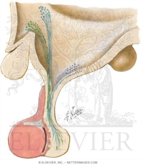 Watermarked preview of unlabeled image: Pituitary Gland