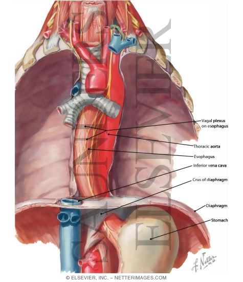 Esophagus In Situ Topographic Relationships  Contours And