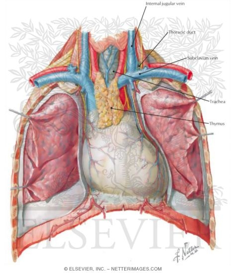 Thoracic Cage Heart In Situ