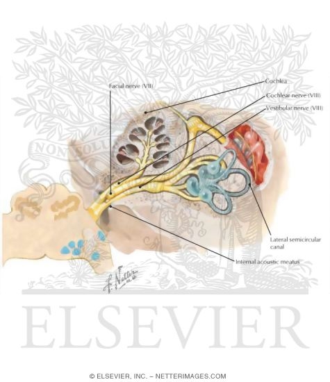 Vestibulocochlear Nerve (VIII)
