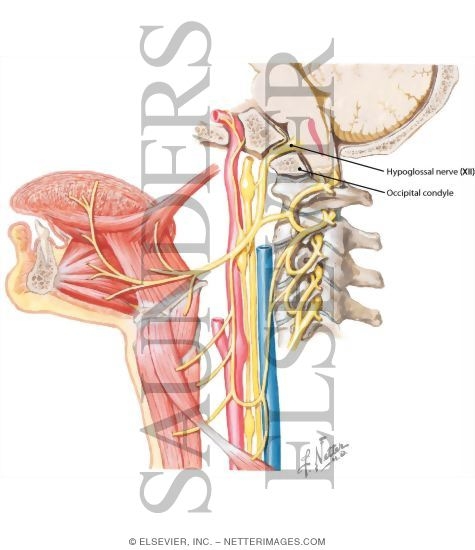 Hypoglossal (XII) Nerve
Hypoglossal Nerve (XII)
Hypoglossal Nerve (XII): Schema