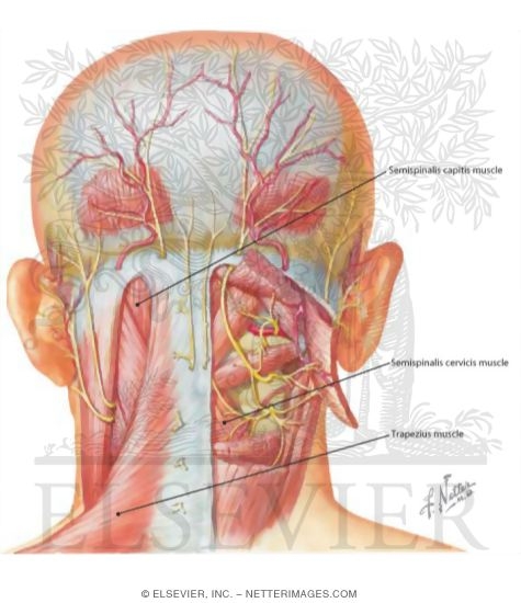 Watermarked preview of labeled image: Suboccipital Triangle