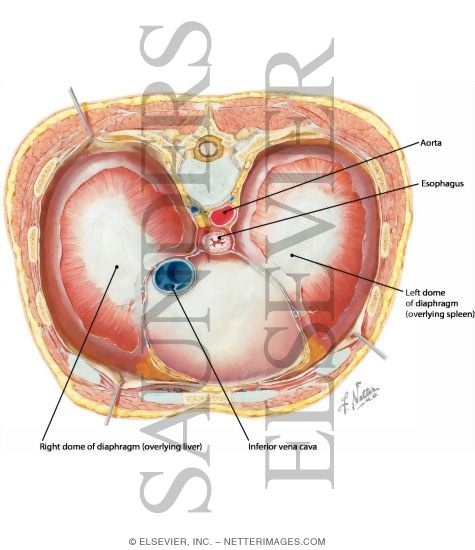 Watermarked preview of labeled image: Diaphragm: Thoracic Surface