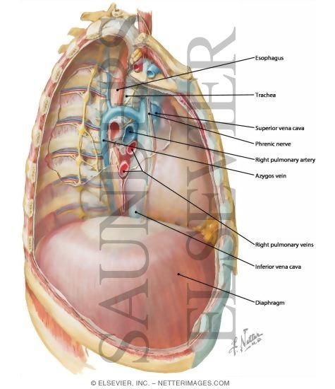Watermarked preview of labeled image: Mediastinum: Right Lateral View
Right Thoracic Cavity and Mediastinum