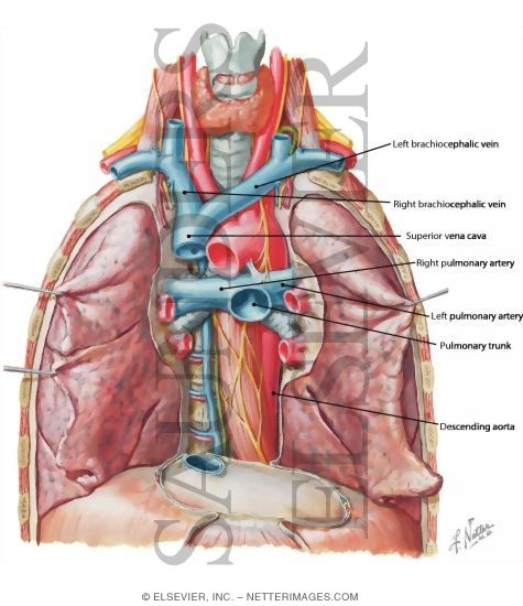 Great Vessels of Superior Mediastinum
Relations of Trachea and Main Bronchi