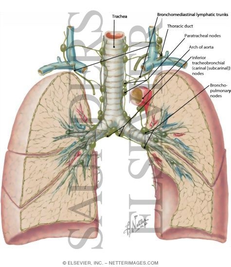 Lymph Vessels And Nodes Of Lung Routes Of Lymphatic Drainage Of Lungs