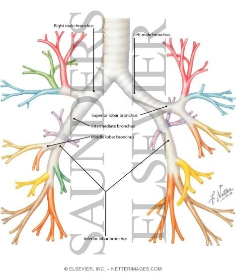 Nomenclature of Bronchi: Schema