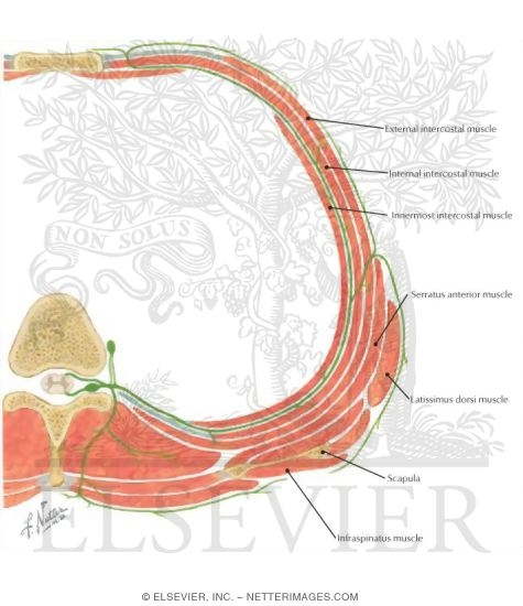 Thoracic Back Muscle Anatomy - Human Anatomy