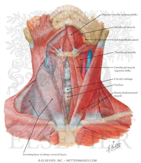 neck diagram muscles neck diagram muscles