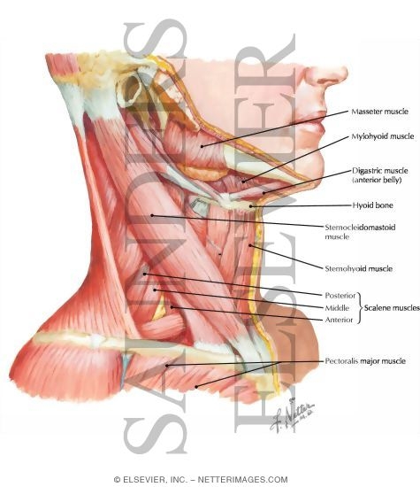 Muscles of Neck: Lateral View