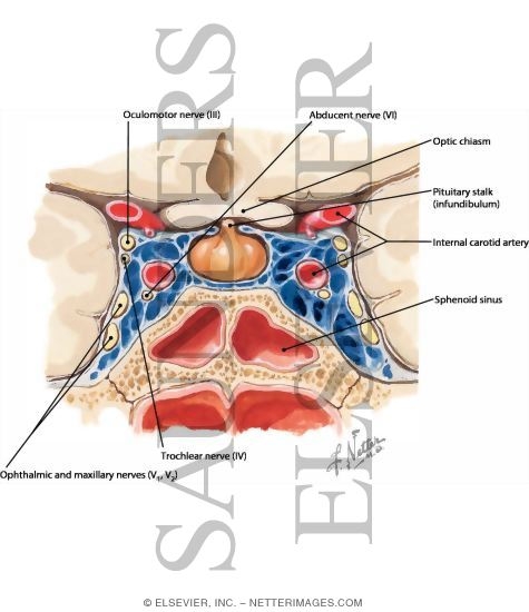 Cavernous Sinus and Its Cranial Nerves