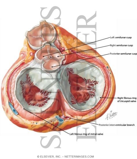 Pericardium and Heart: Valves and Fibrous Skeleton