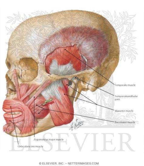 Temporal Region: Muscles of Mastication