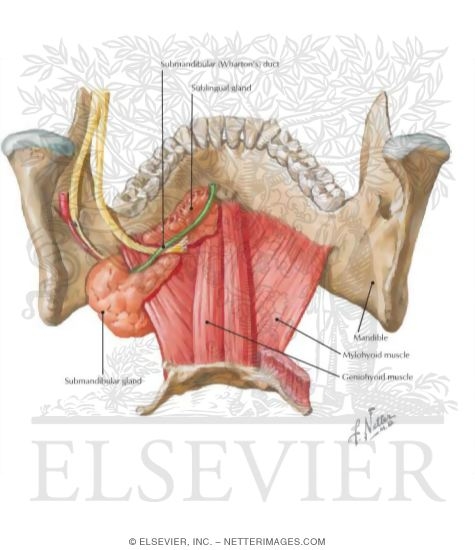 Floor Of Mouth