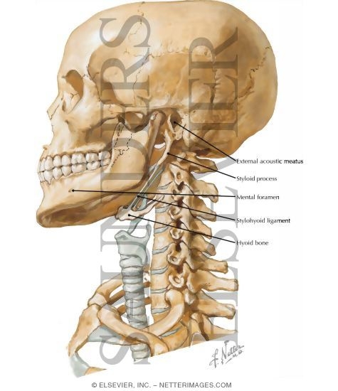 Skull and Neck