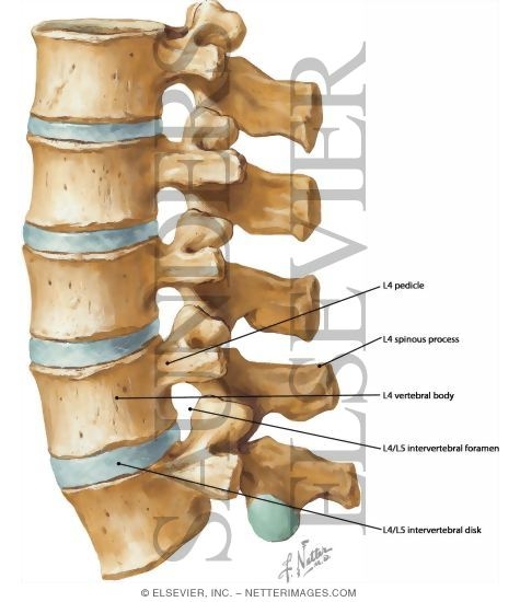 Lumbar Vertebrae: L1-5 Assembled