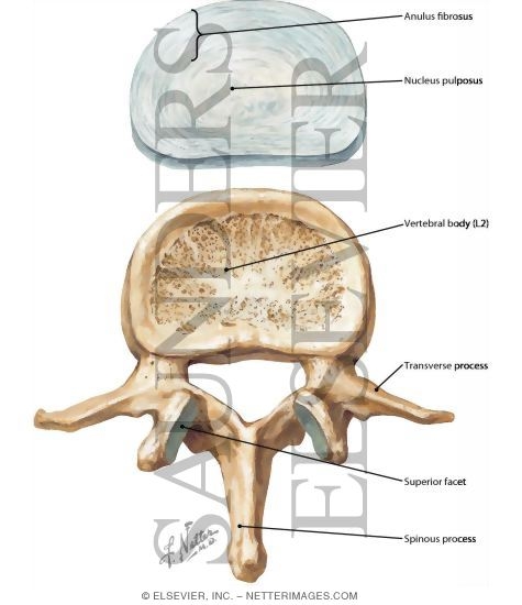 Lumbar Vertebrae